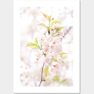 Spring Apple Tree Flower Blossoms Posters and Art